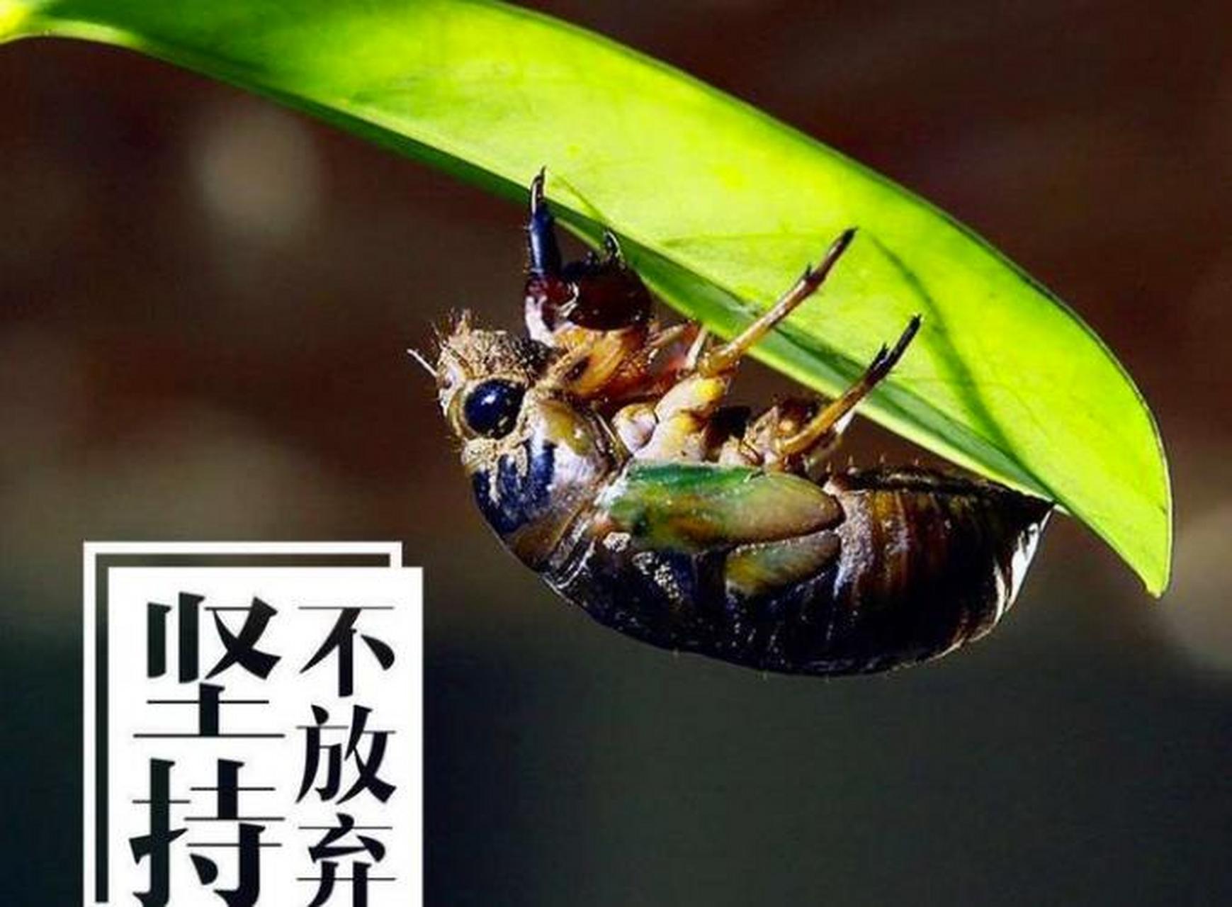 【惊人的社会定律:荷花定律,竹子定律,金蝉定律】  1,荷花定律 哪有