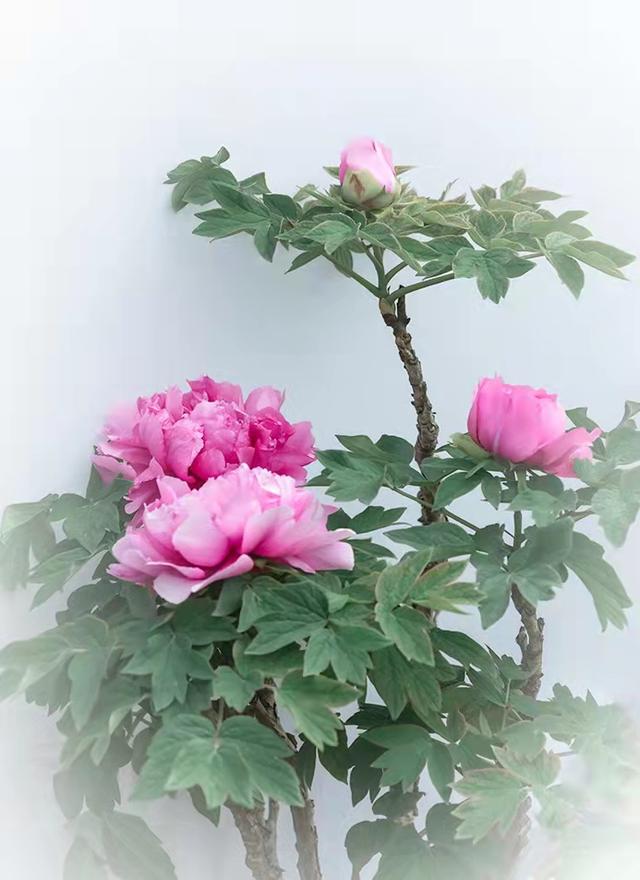 "国色天香 首善之美"德城区首届牡丹摄影作品展征稿启事