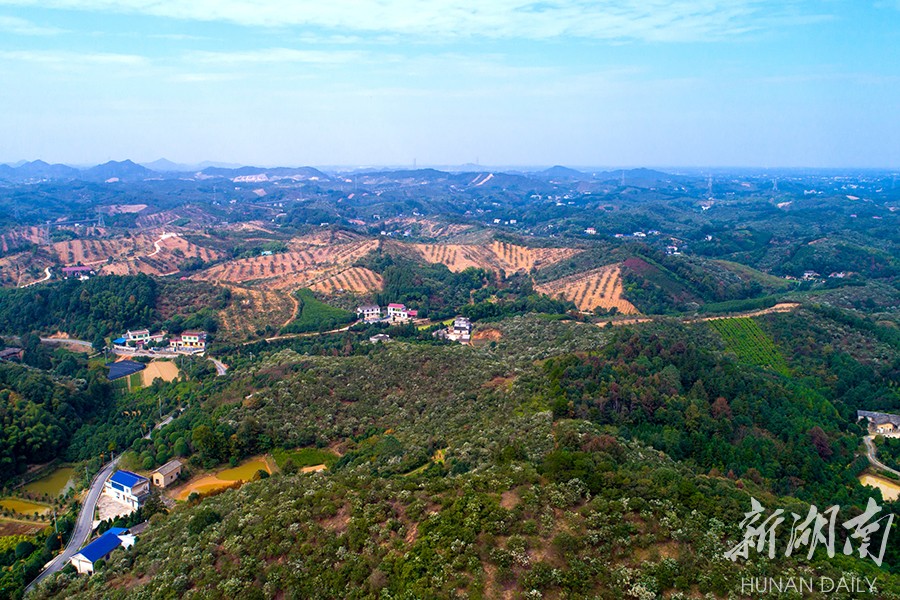镇头镇:油茶飘香富百姓 "浏河明珠"话振兴