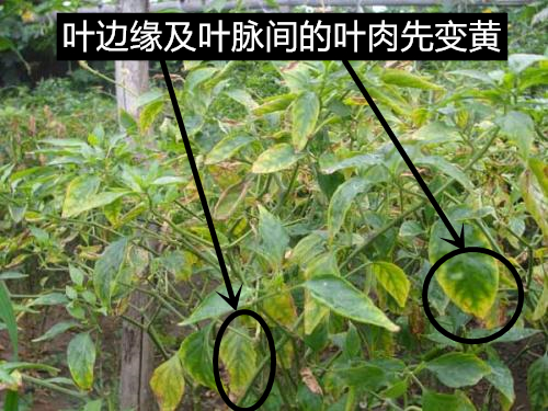在患病初期,植株在晴天中午前后会萎蔫,早晚会恢复正常,而辣椒缺镁