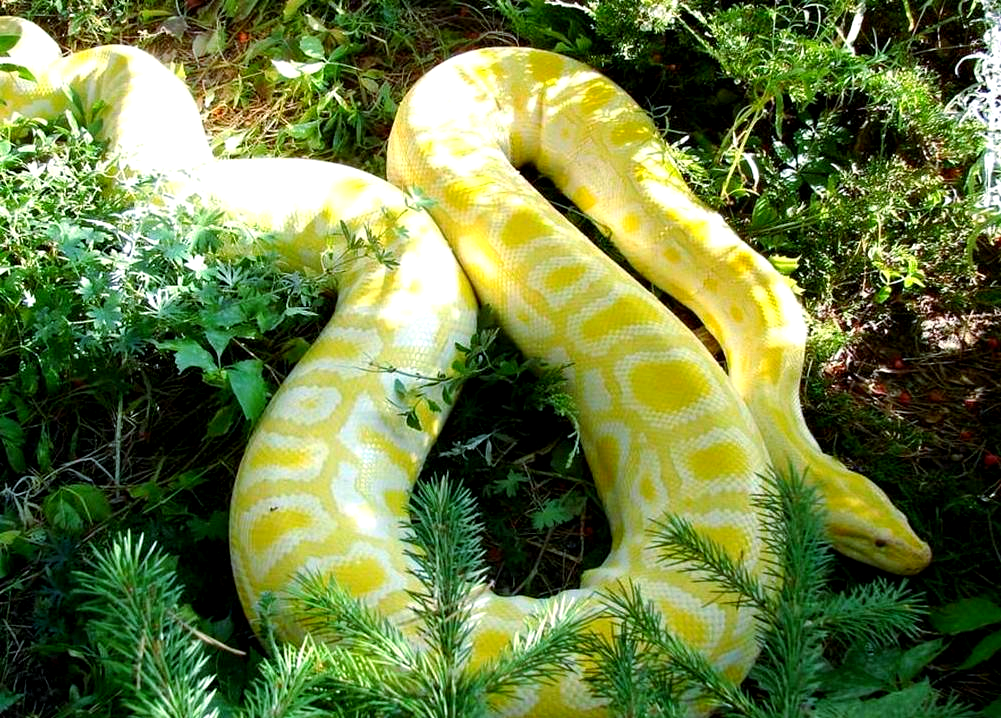 然而,由于其属于蟒蛇的一种,成年后的体型庞大,仍存