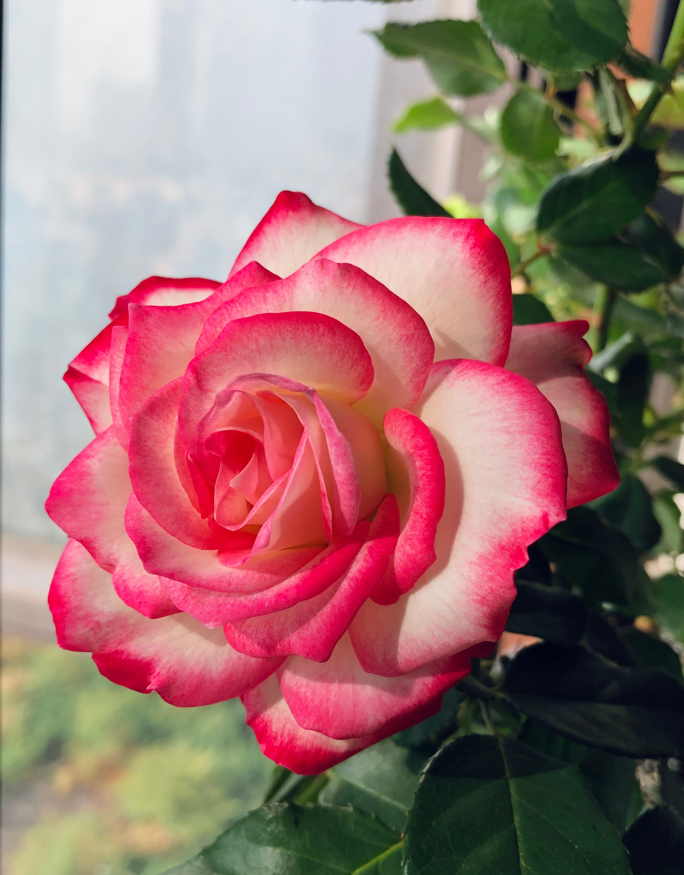 喜欢月季花,就养"摩纳哥公爵",颜值高,好养活,四季有花开