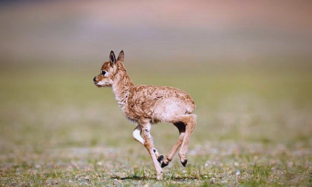 多图展示:藏羚羊幼崽在鲁确塘草原的精彩瞬间
