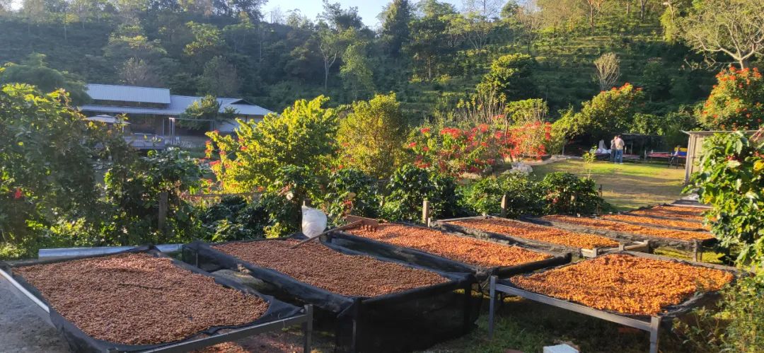 云南新一批精品咖啡庄园,你打卡了没?