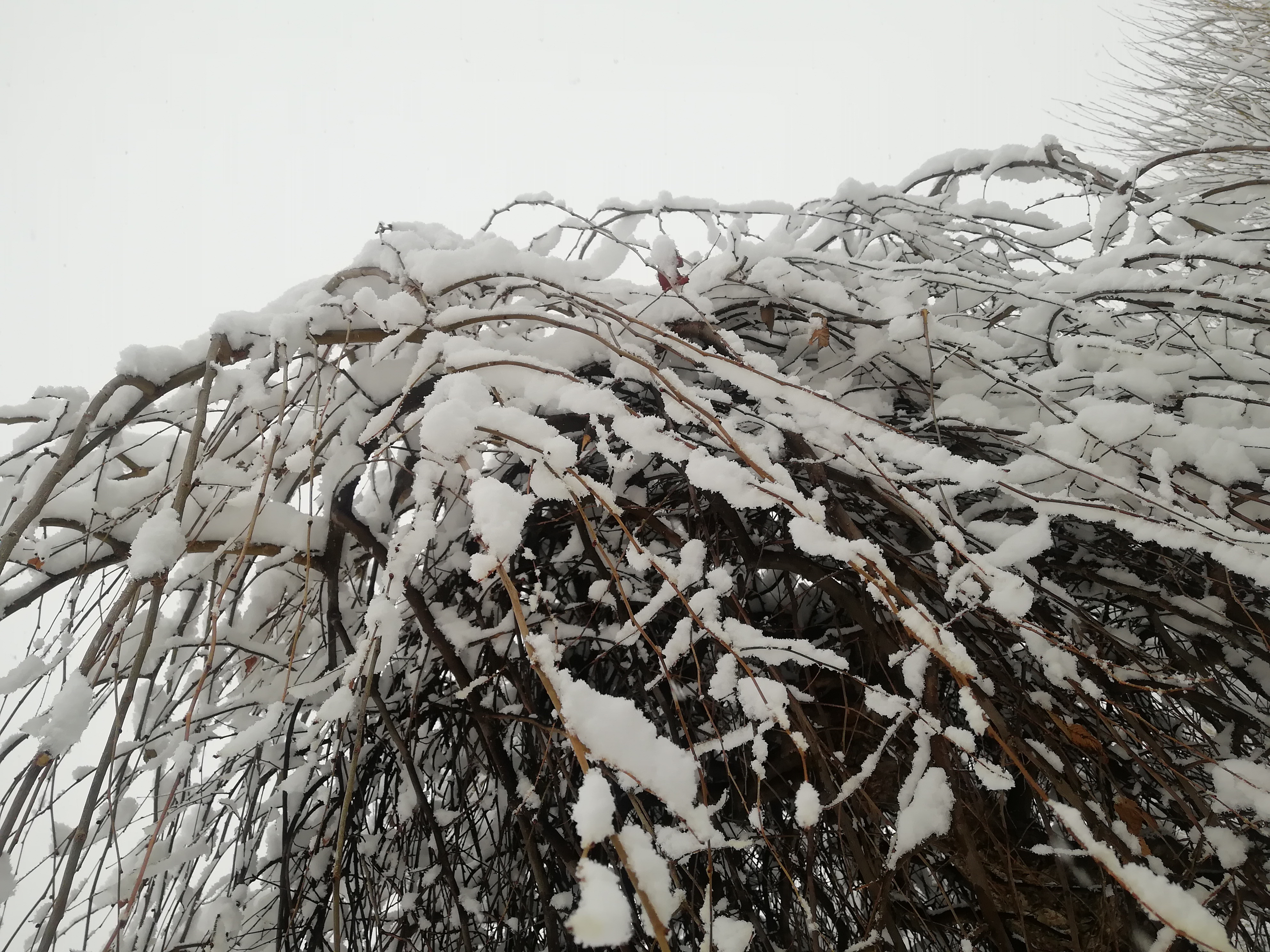 阜新雪景图片