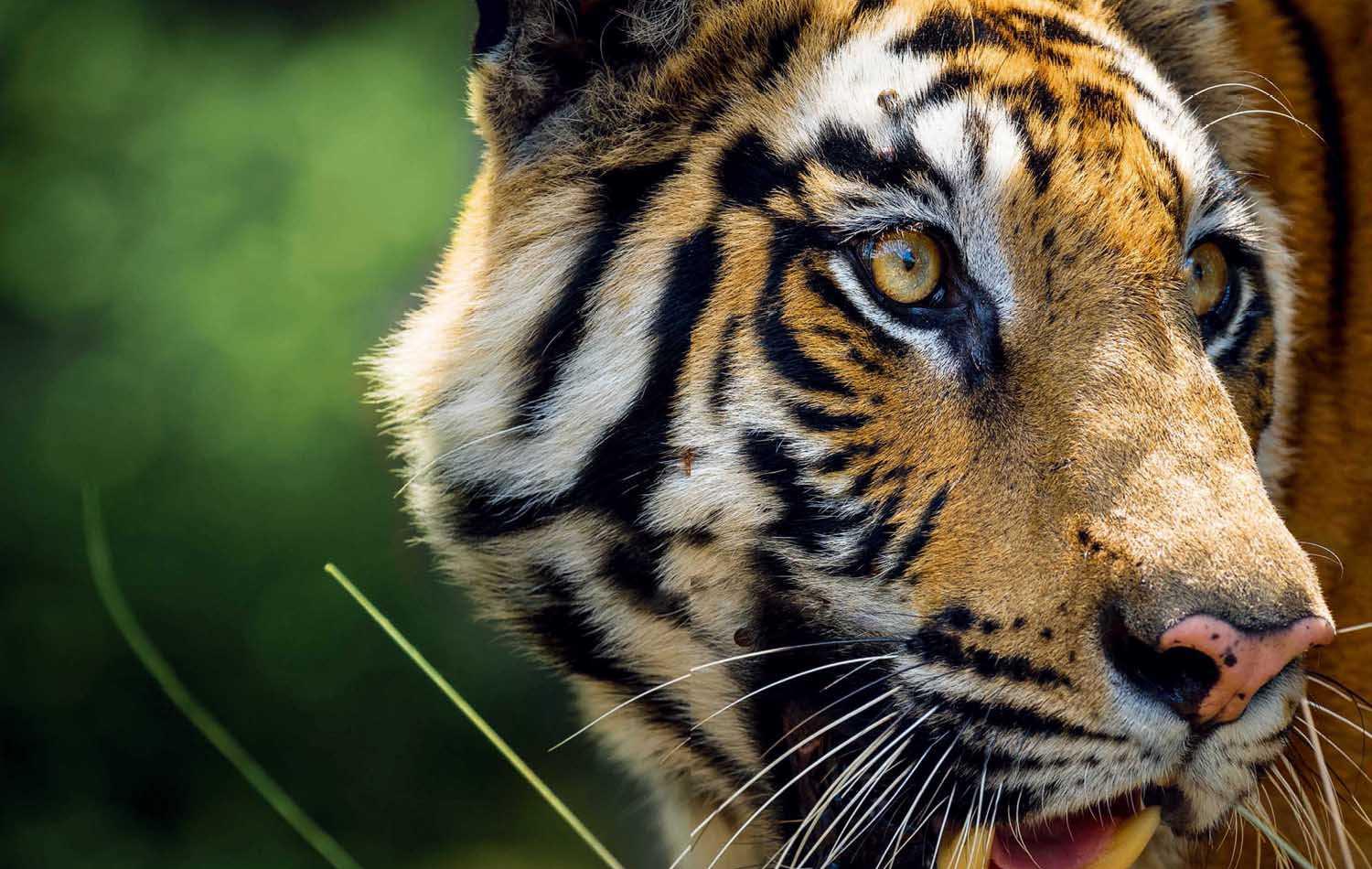 一山不容二虎?可为啥老虎从不杀死战败的对手?放虎归山为哪般?