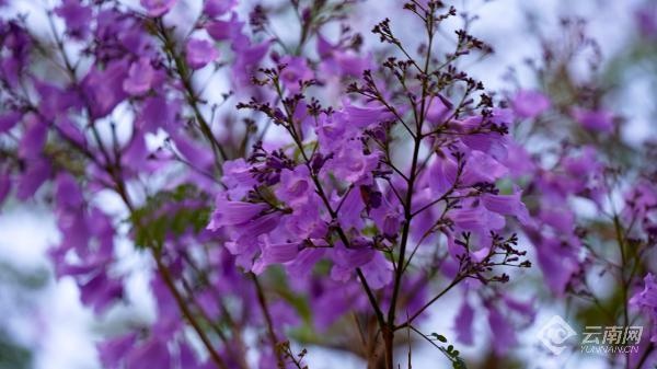 云南通海:蓝花楹开了,快来感受浪漫初夏