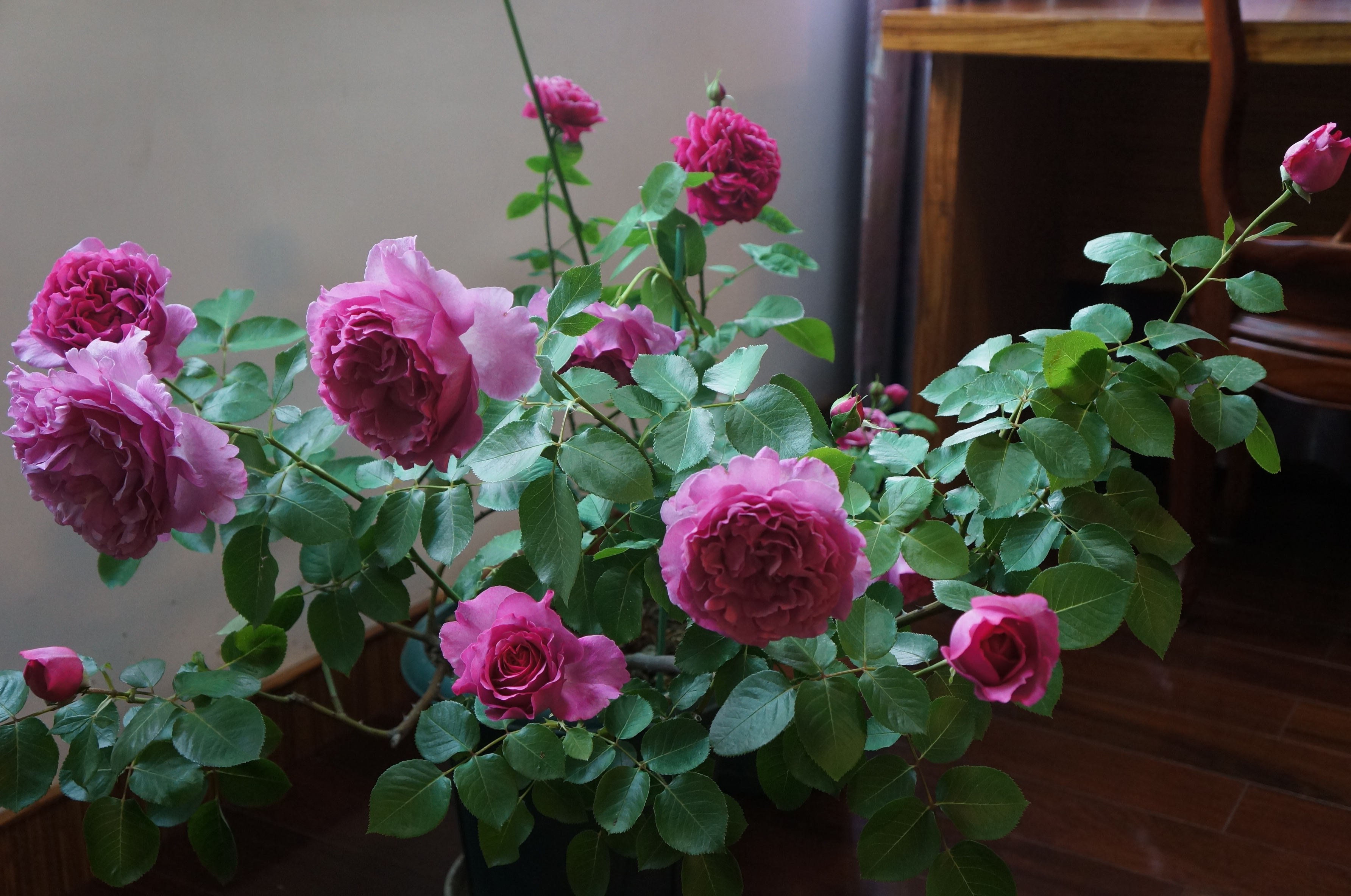 浓香月季大推荐,这几种月季香气浓郁,心旷神怡