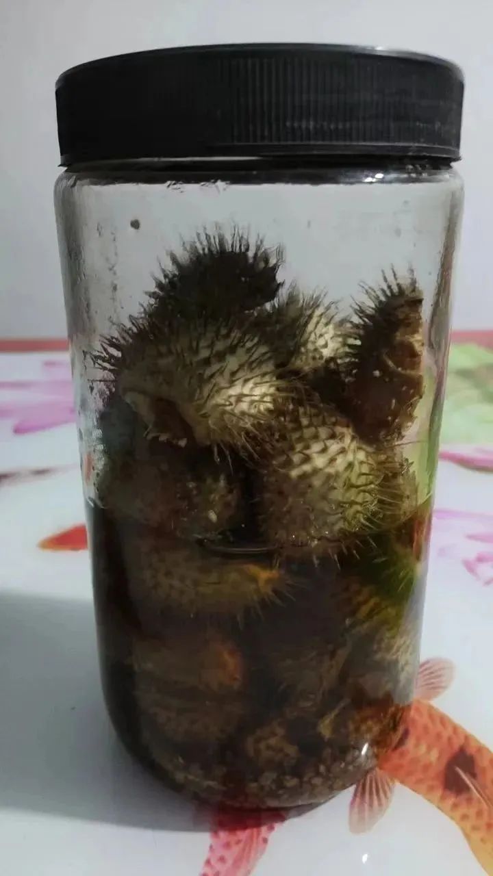 危险!老伯误饮曼陀罗药酒引发中毒 医生:不建议用未知植物泡制药酒