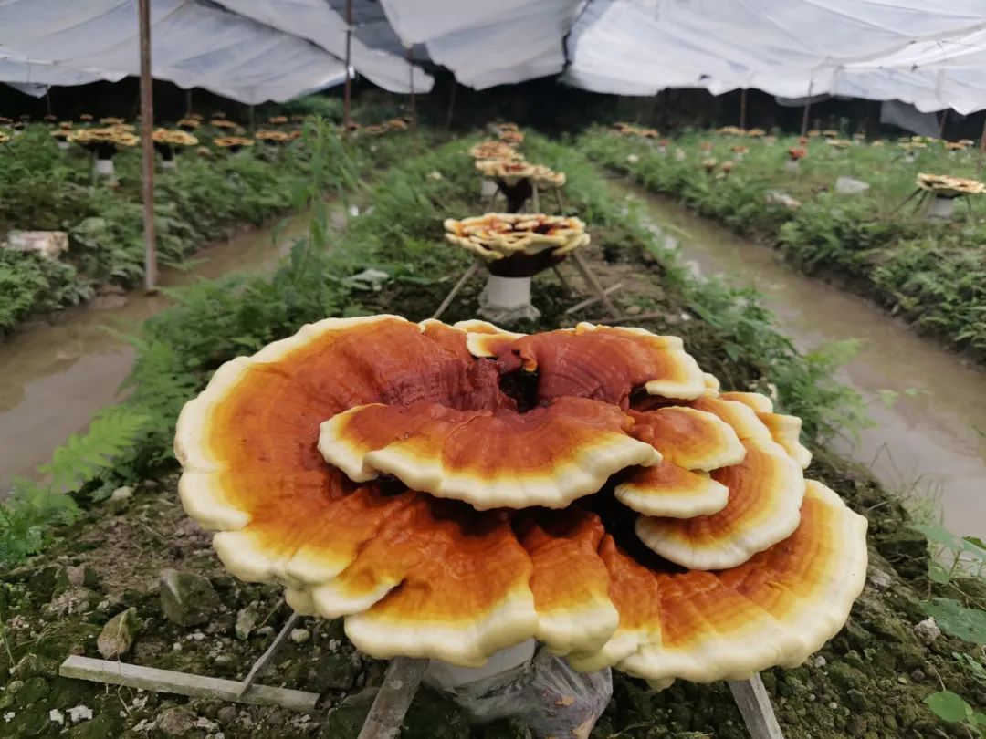 灵芝草灵芝 2020年最新商品信息聚合专区 百度爱采购