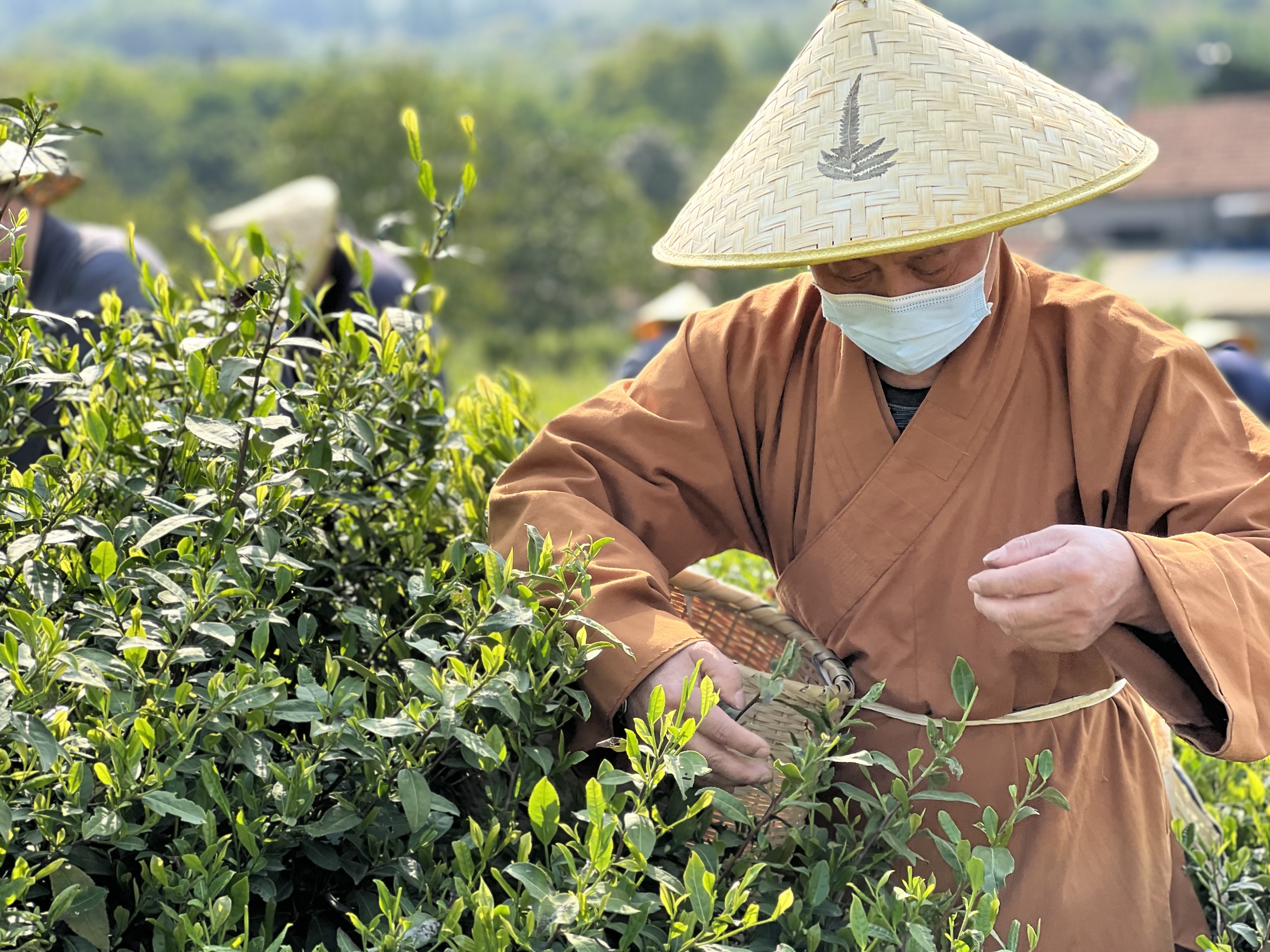 宜兴南岳寺僧人集体采茶,揭秘古茶园的来历