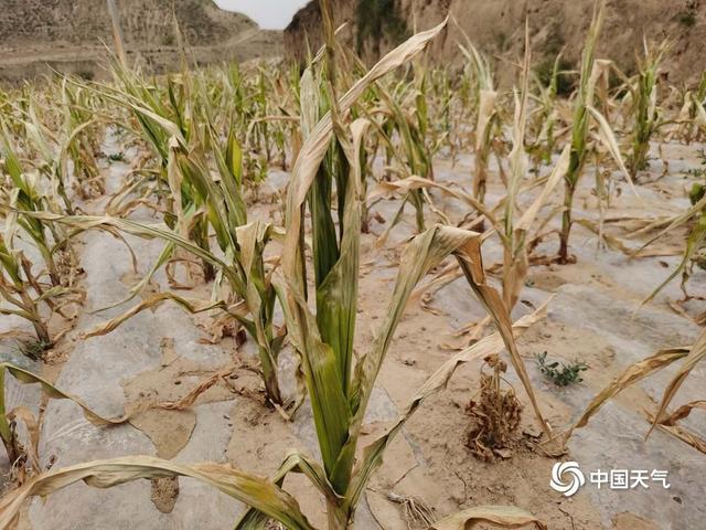 甘肃环县干旱蔓延土地龟裂农作物干枯