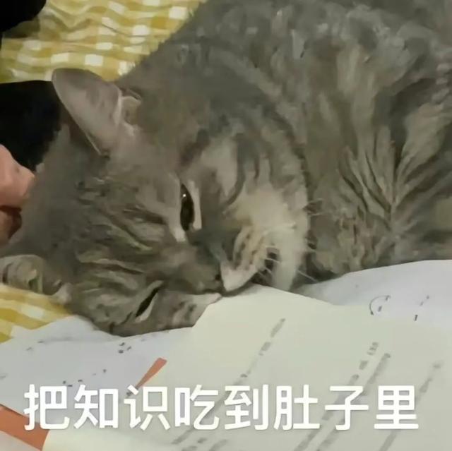 表情包:万能回复表情包