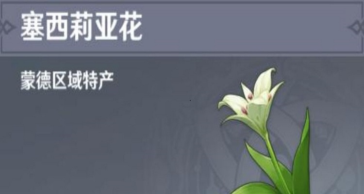 塞西莉亚花的花语是什么?