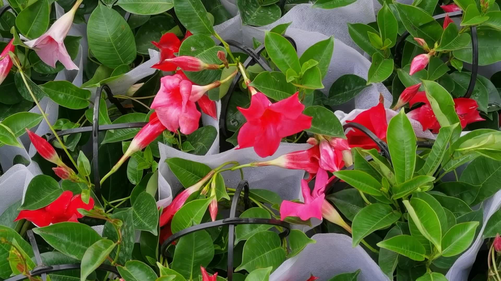 飘香藤怎么养,飘香藤的养殖方法和注意事项!