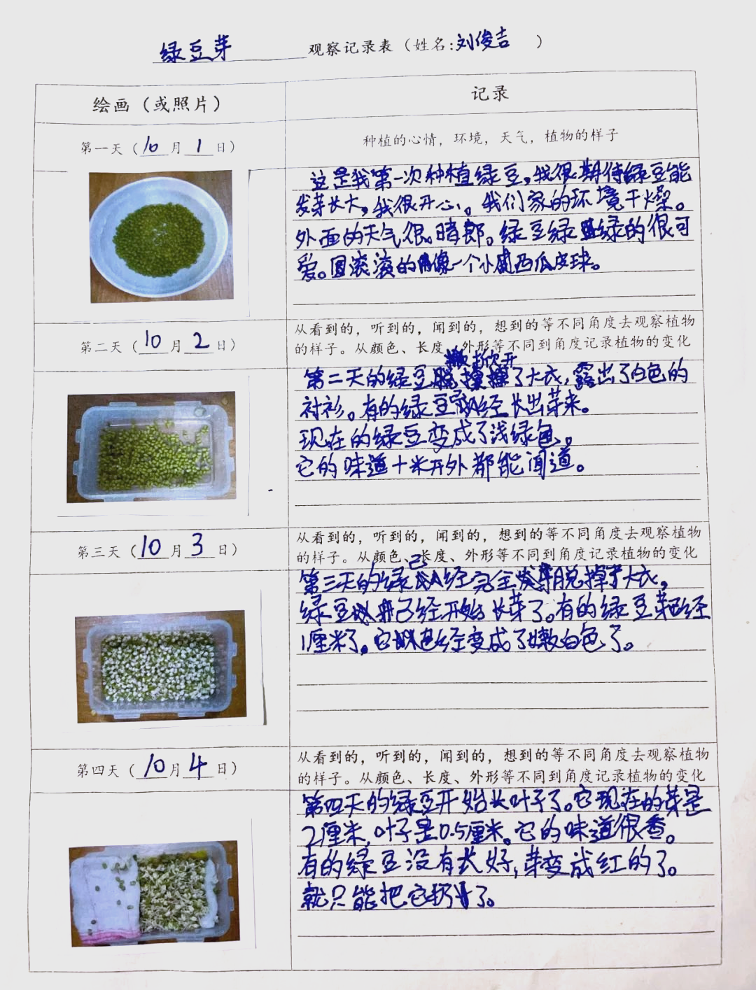 刘俊吉的绿豆芽萌发记录