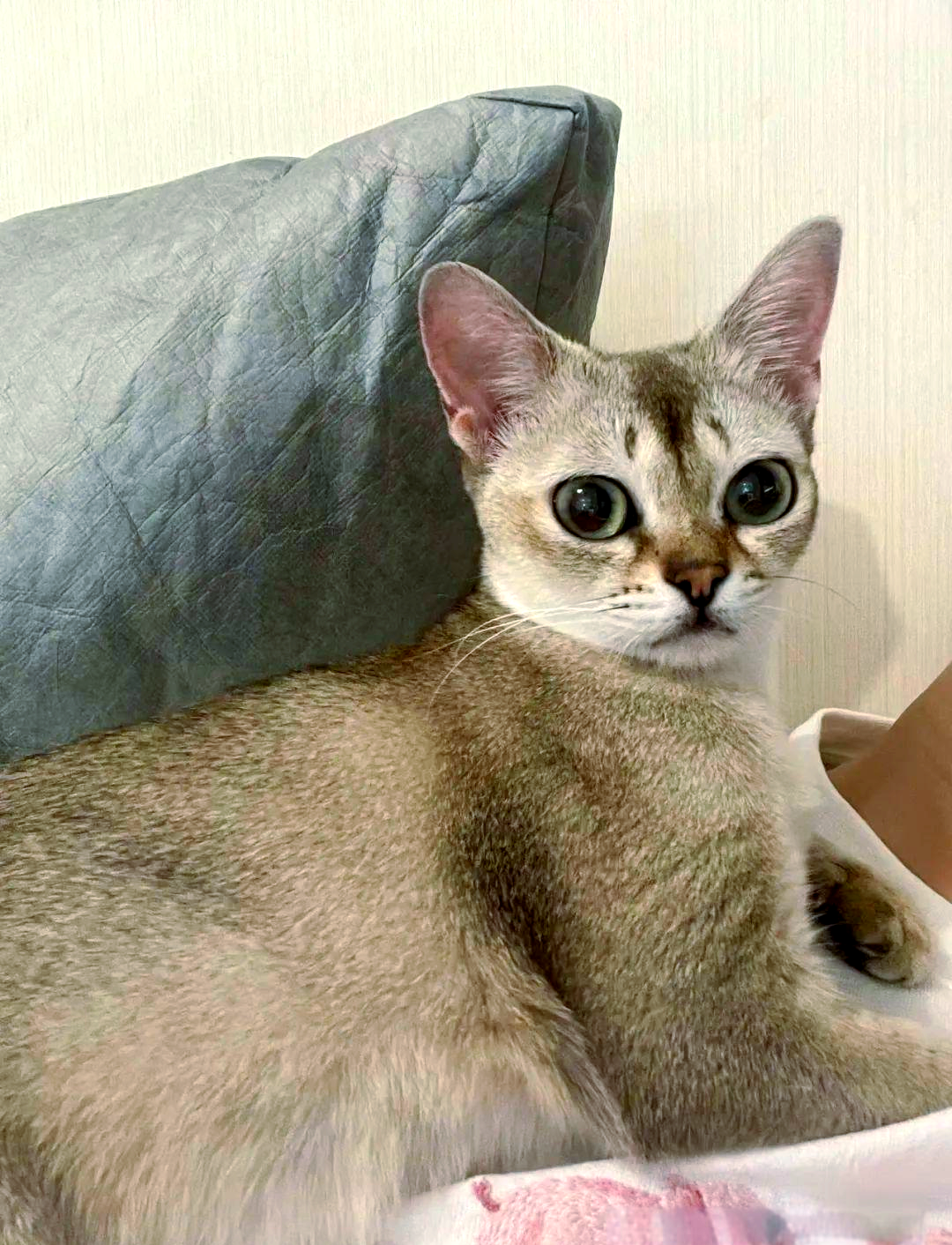 探索新加坡猫:优雅与机敏的都市精灵