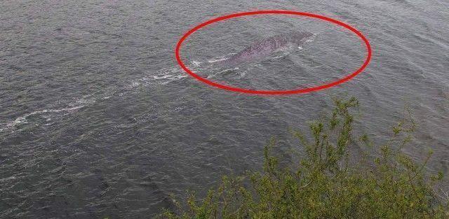 青海湖水怪未解之谜:是传说中的龙吗?