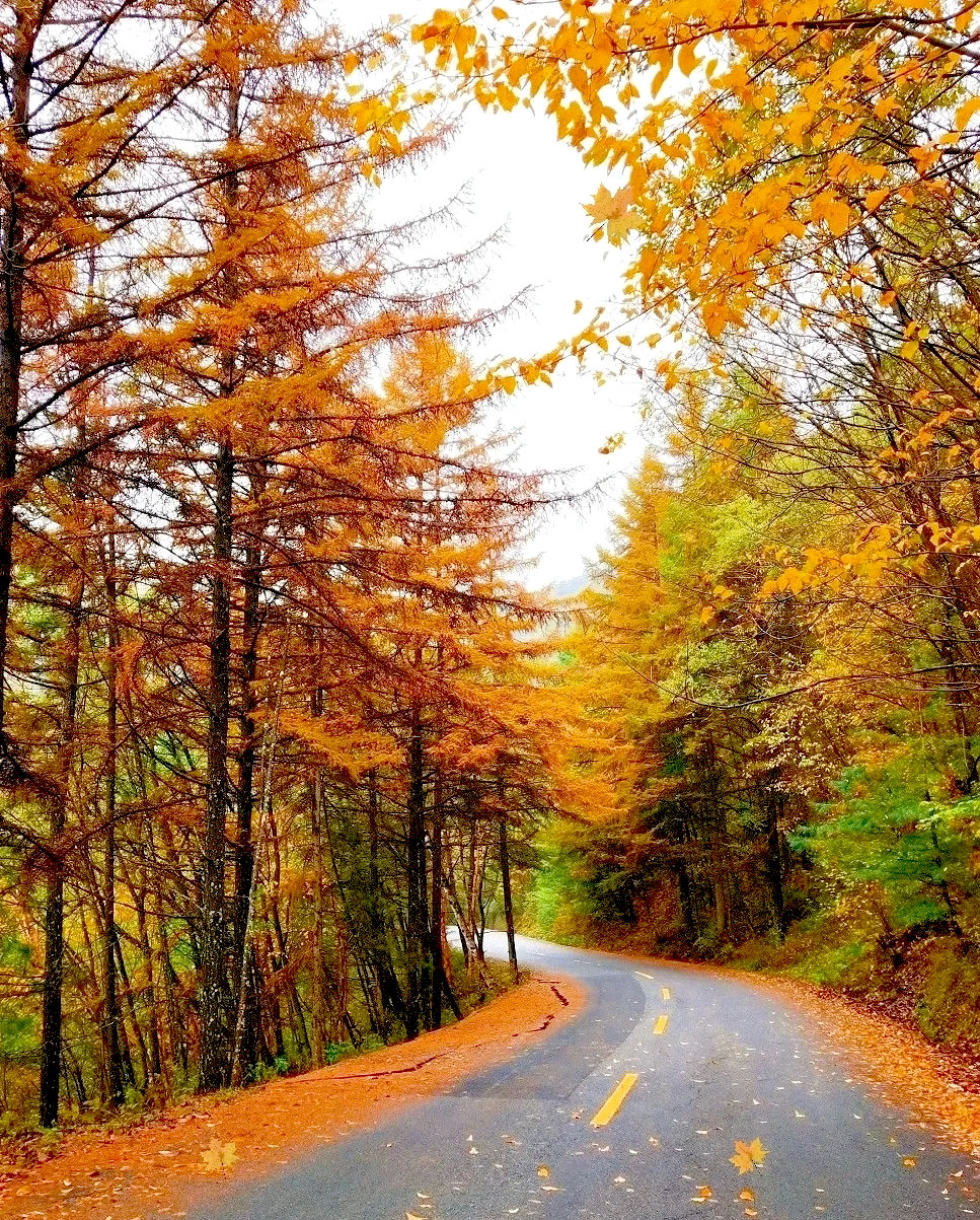 即程旅游—秋染黄柏塬红叶美景拍不完