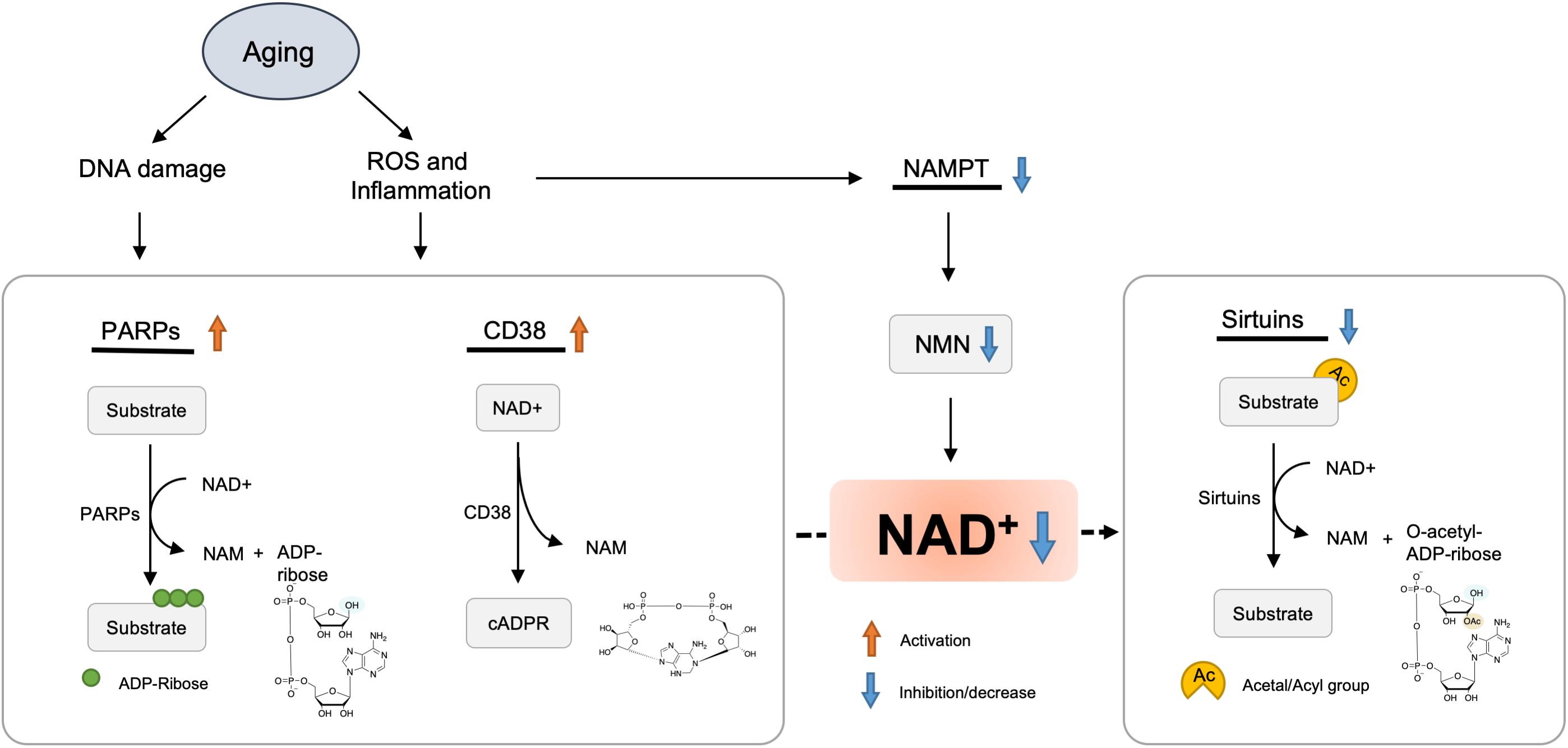研究发现:烟酰胺单核苷酸具有心脏保护潜力
