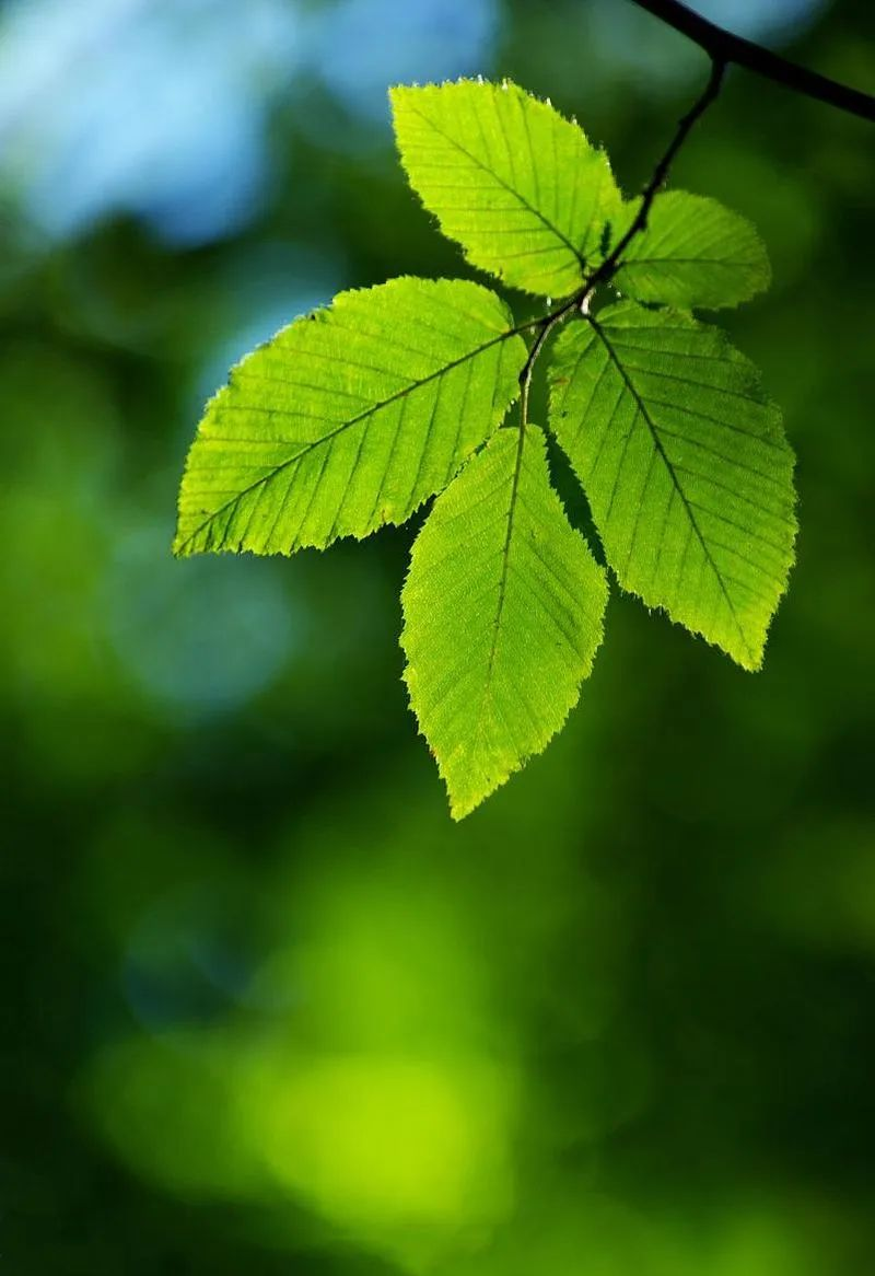 如何将绿叶拍摄出暗黑背景效果?手机摄影技巧大揭秘