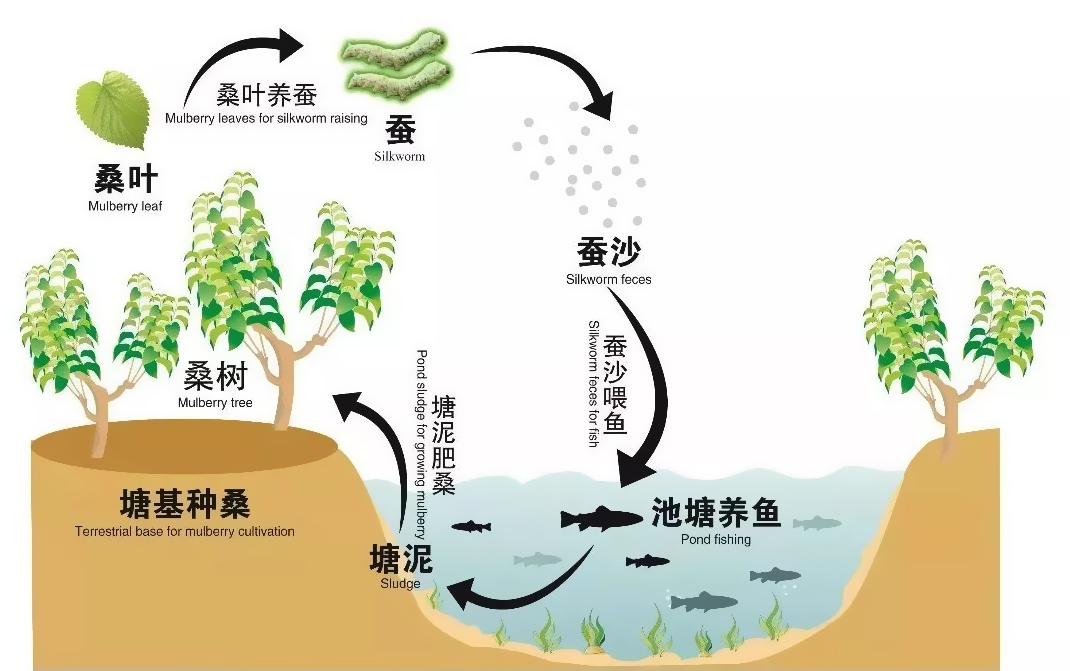 华北平原鱼塘台田模式图片