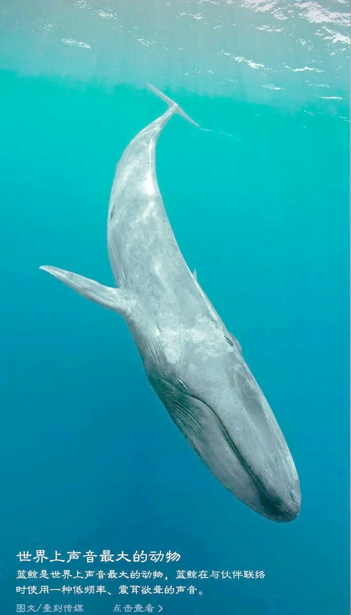 斯里兰卡海域的巨大生物