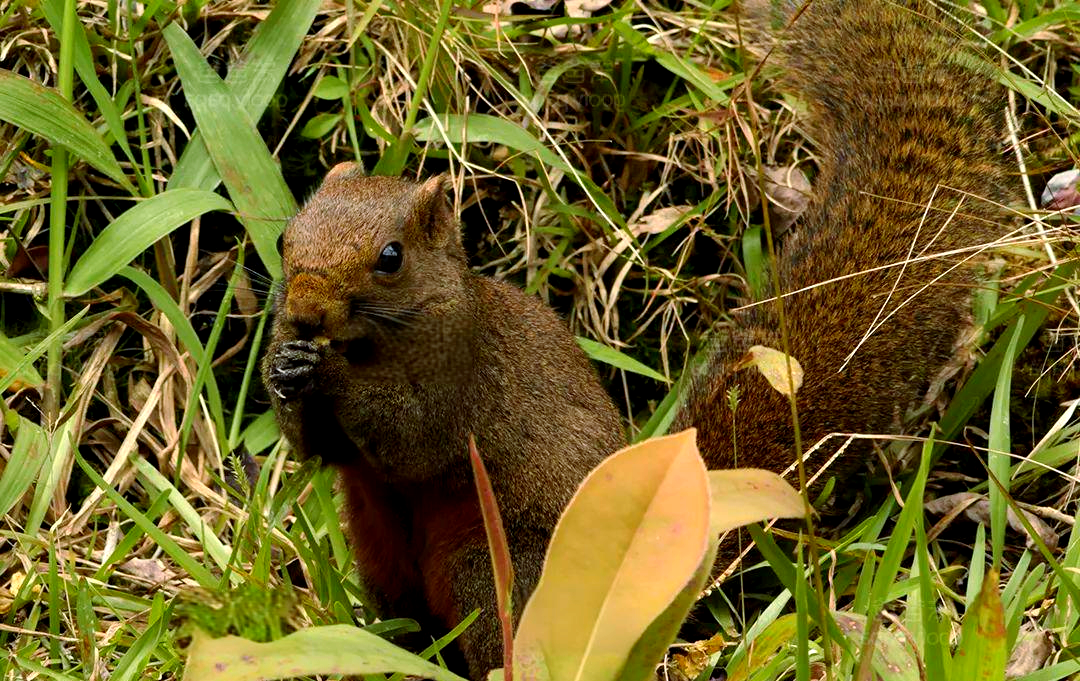 它属于哺乳纲,啮齿目,松鼠科和丽松鼠属,其体长范围在190