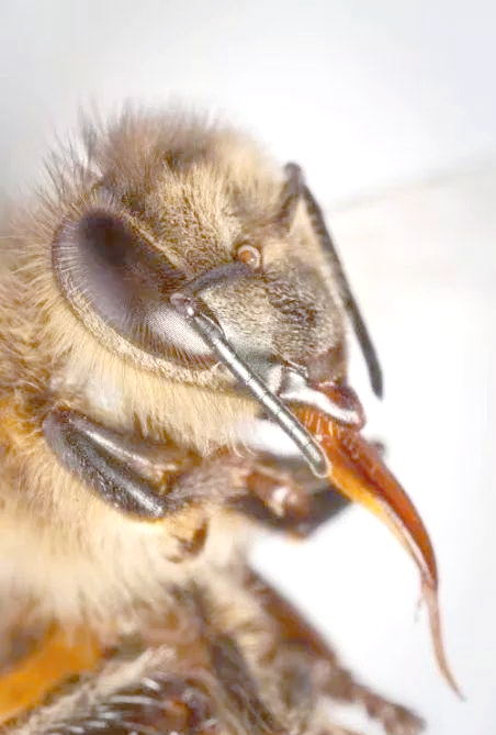 蜜蜂独特口器揭秘:从咀嚼到吸食的进化奥秘