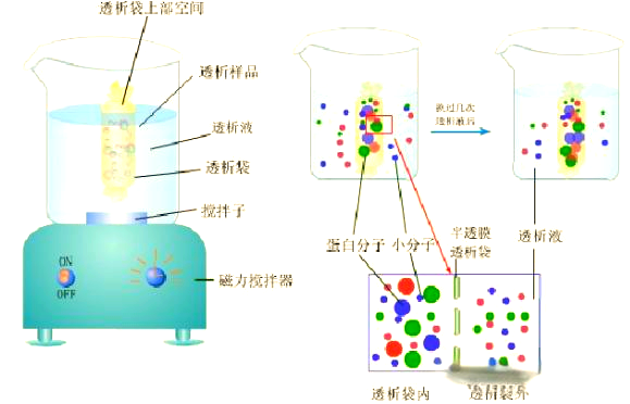 蛋白质纯化中的透析与浓缩详解