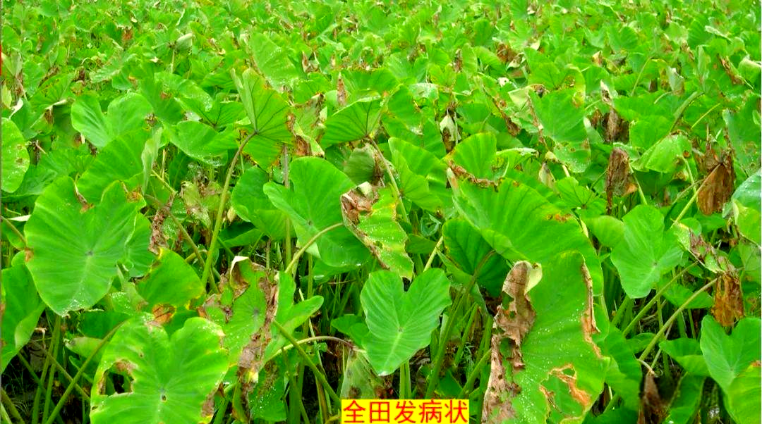 芋疫病全面防治策略,保障芋头健康生长
