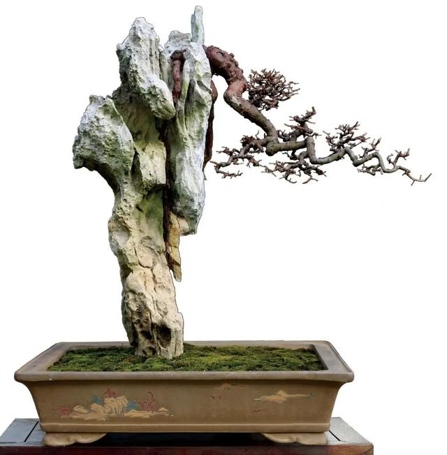 附石盆景赋予岩石生命力,树石相映,容纳万千!