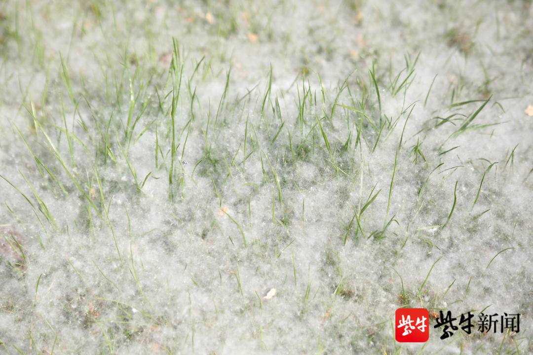 南京又到柳絮飘扬时,纷纷飞舞疑似雪