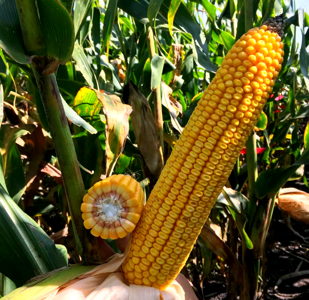 东北大区迪卡玉米品种概览