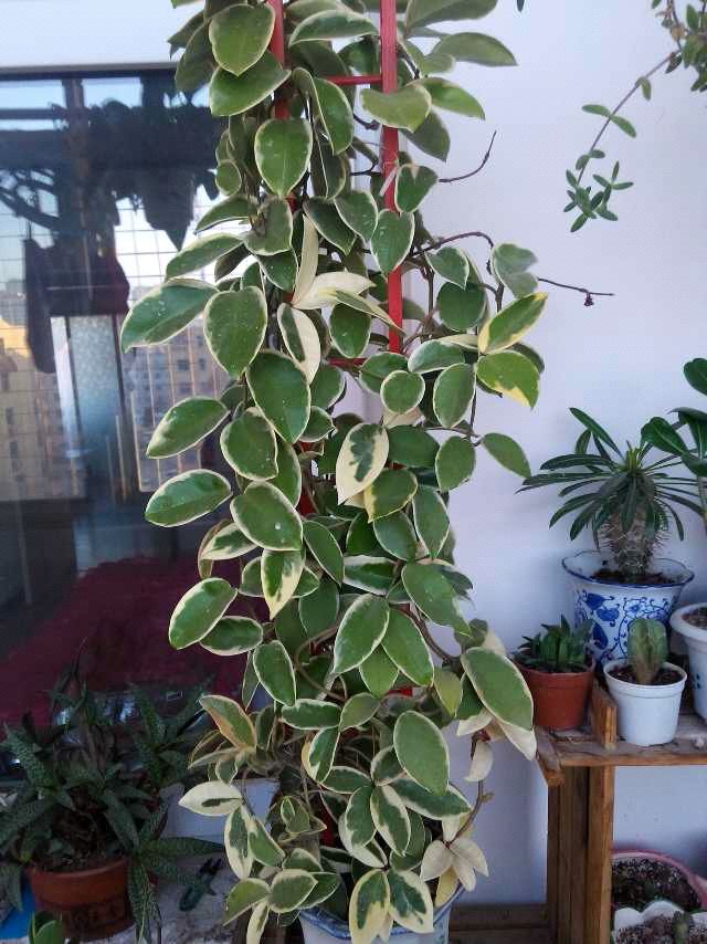 室内养花,养棵"锦红球兰"吧,花叶俱美,香气怡人,开花很勤奋