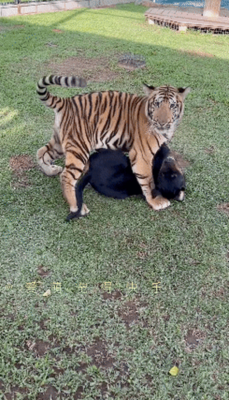 从小一起长大的小老虎和狗狗,在一起打闹,看着好欢乐!