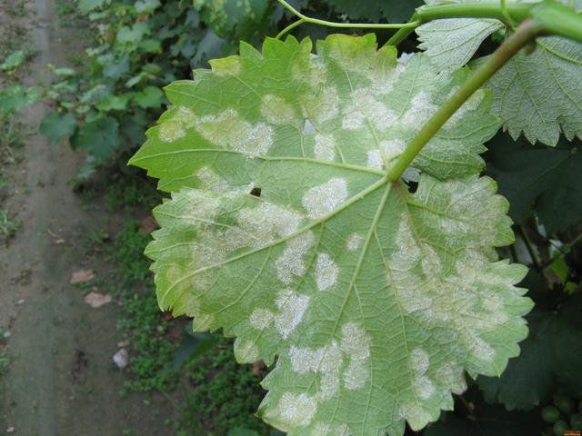常用磷酸二氢钾的农户,可以试着换用亚磷酸钾,效果比二氢钾还好