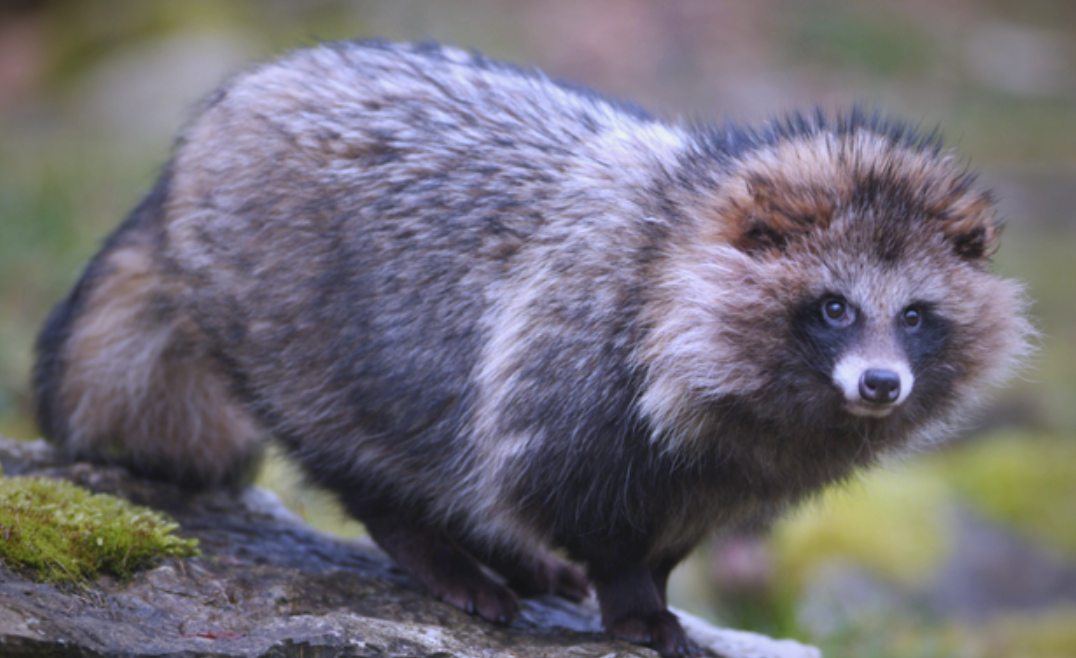 "貉"字的多重读音与"一丘之貉"成语的深层含义