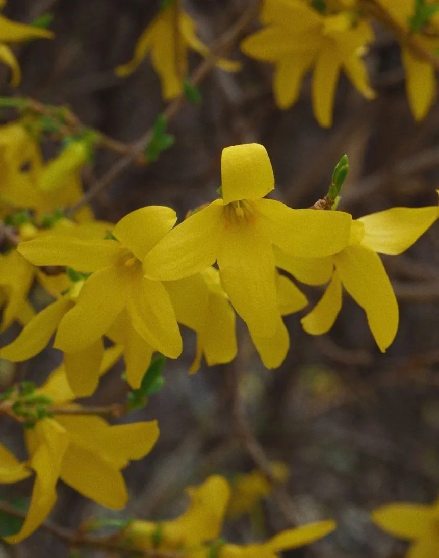 gfa565gf陆续绽放秦皇岛小黄花正飘香跟着这份攻略寻香赏花