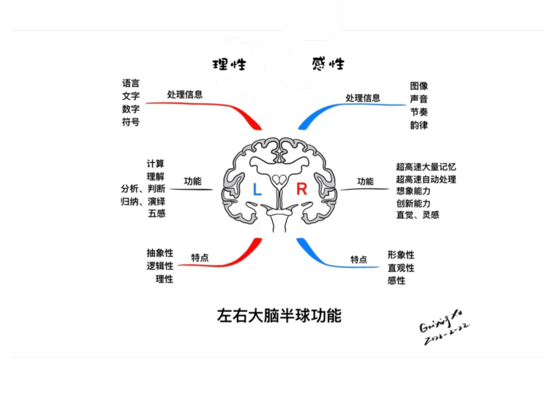 额顶叶皮层图片