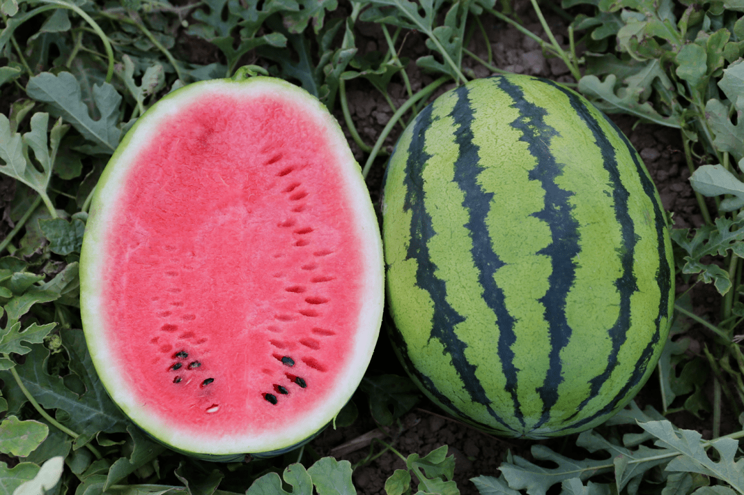 怎么样挑西瓜才能挑到甜的