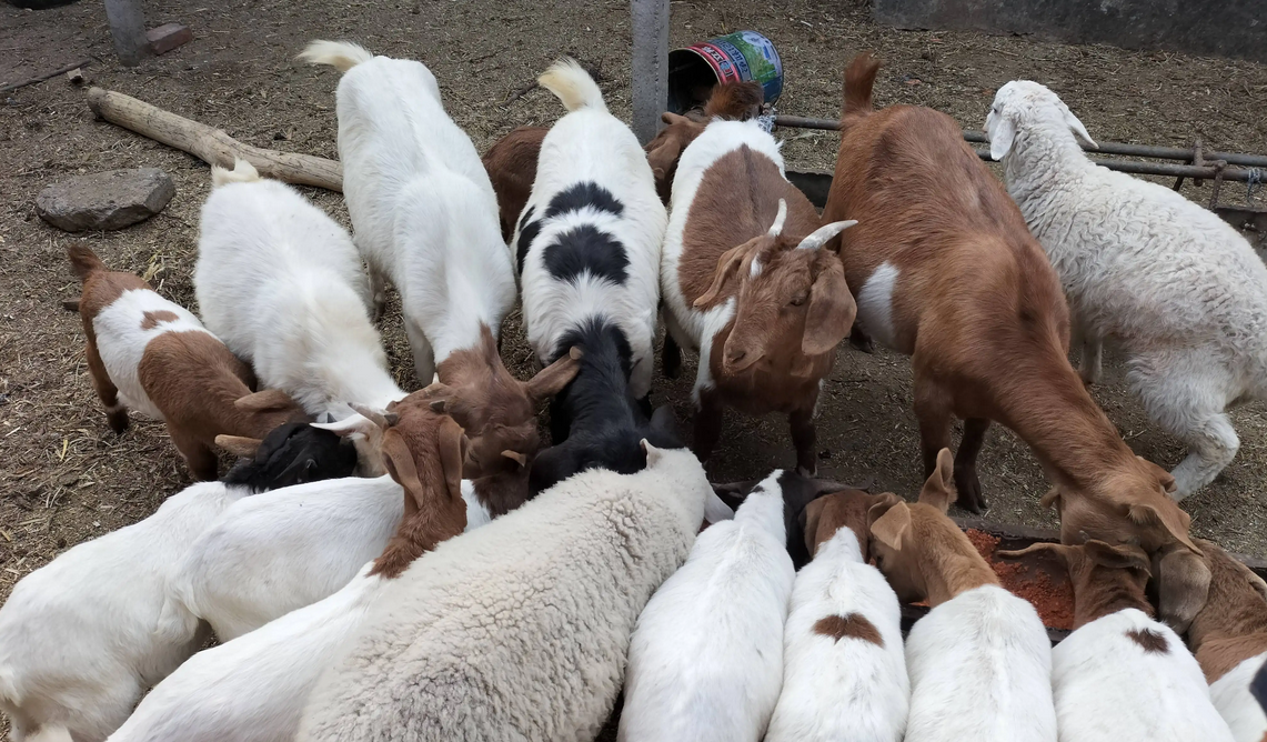 农村羊羔养殖,哪些方面要注意?这三点请你无比牢记,别马虎