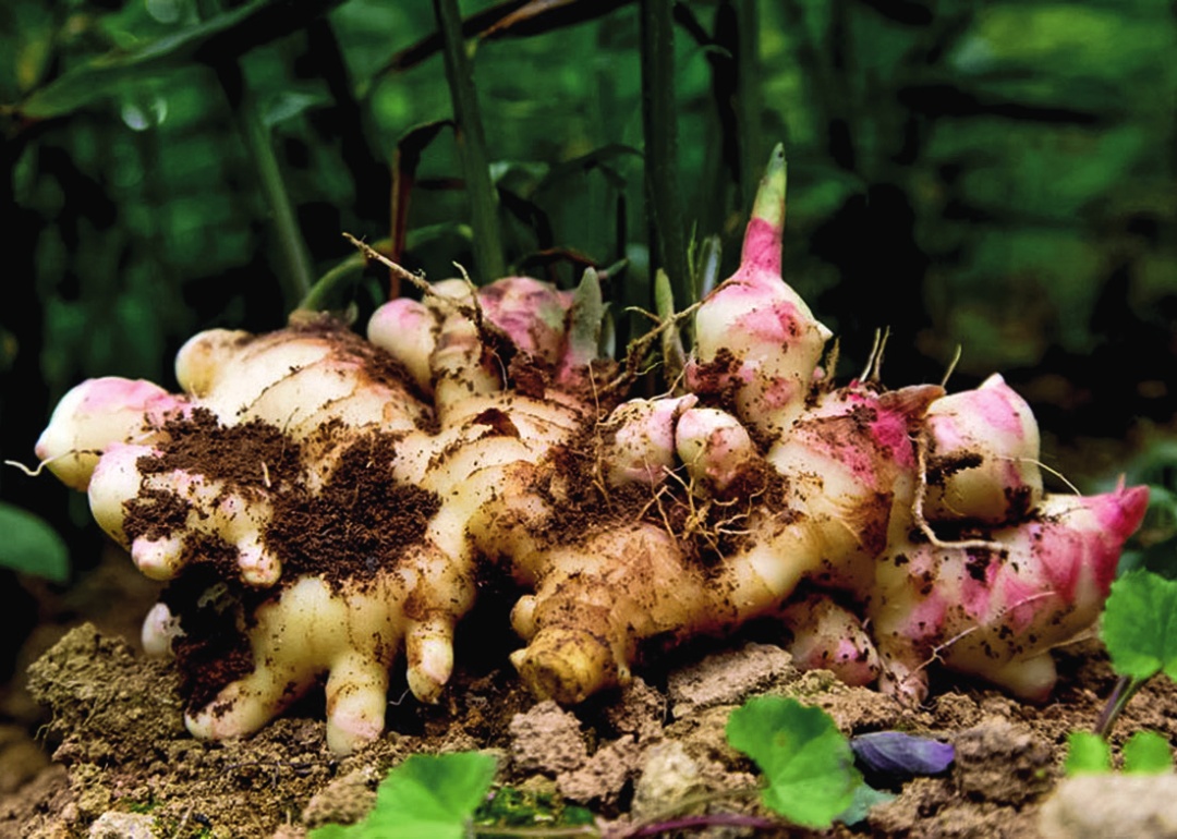 「广东特色产业村」连山梅洞村·大肉姜