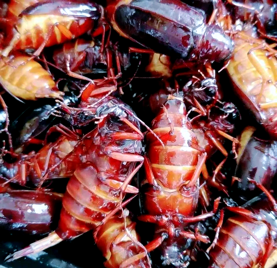 山水牛:从害虫到美味佳肴的奇妙转变