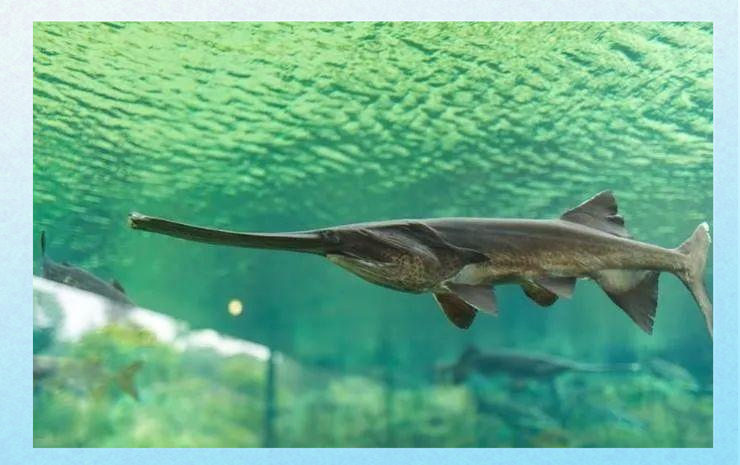 一种形似鸭嘴兽的鱼