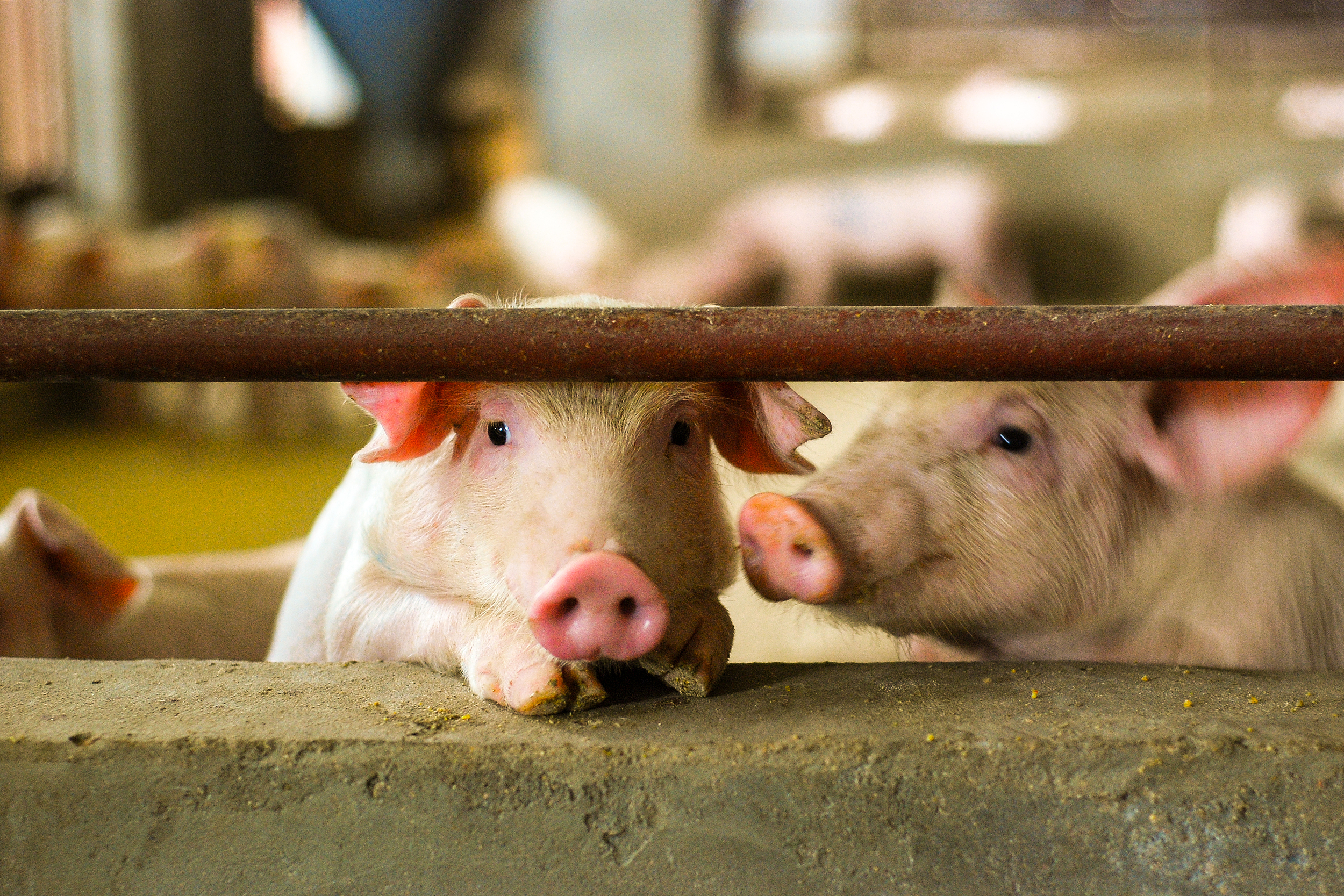 生猪养殖进入盈利期——牧原股份三季度每天赚近"一个亿"