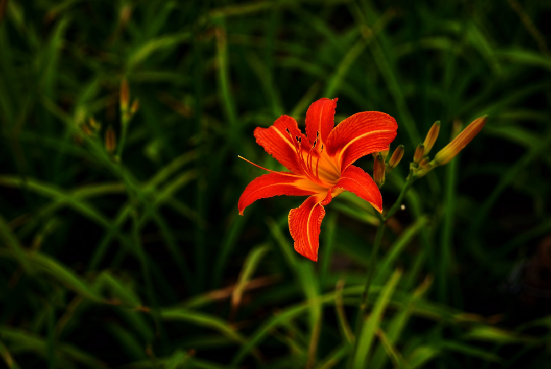 红花萱草图片(红花草图片大全)