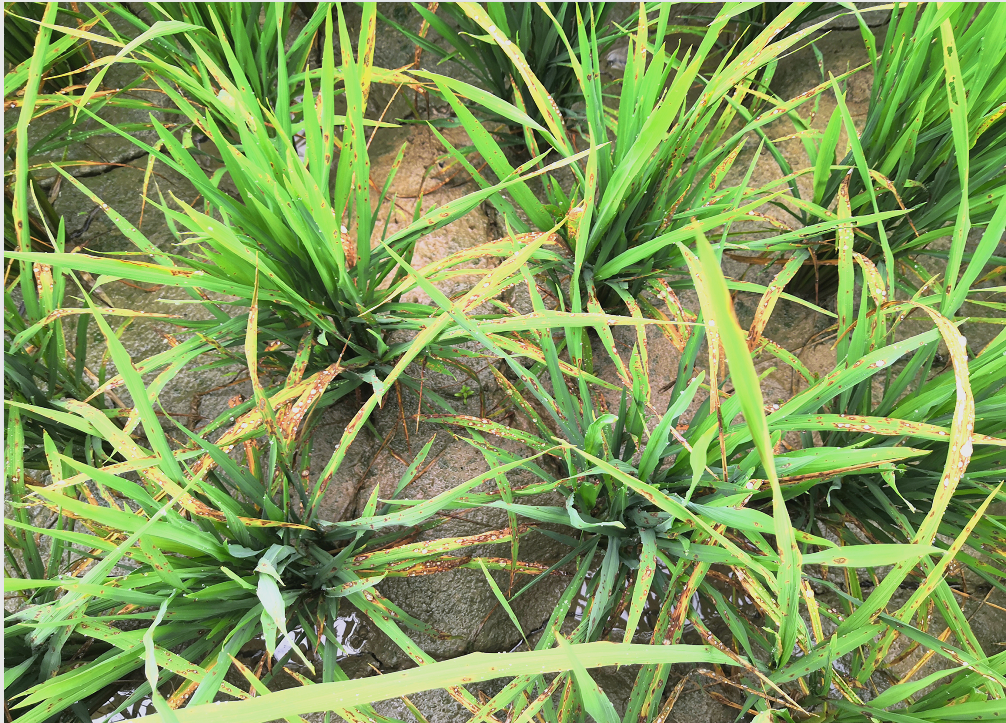 稻瘟病在德宏州广泛发生,防治建议需及时采取