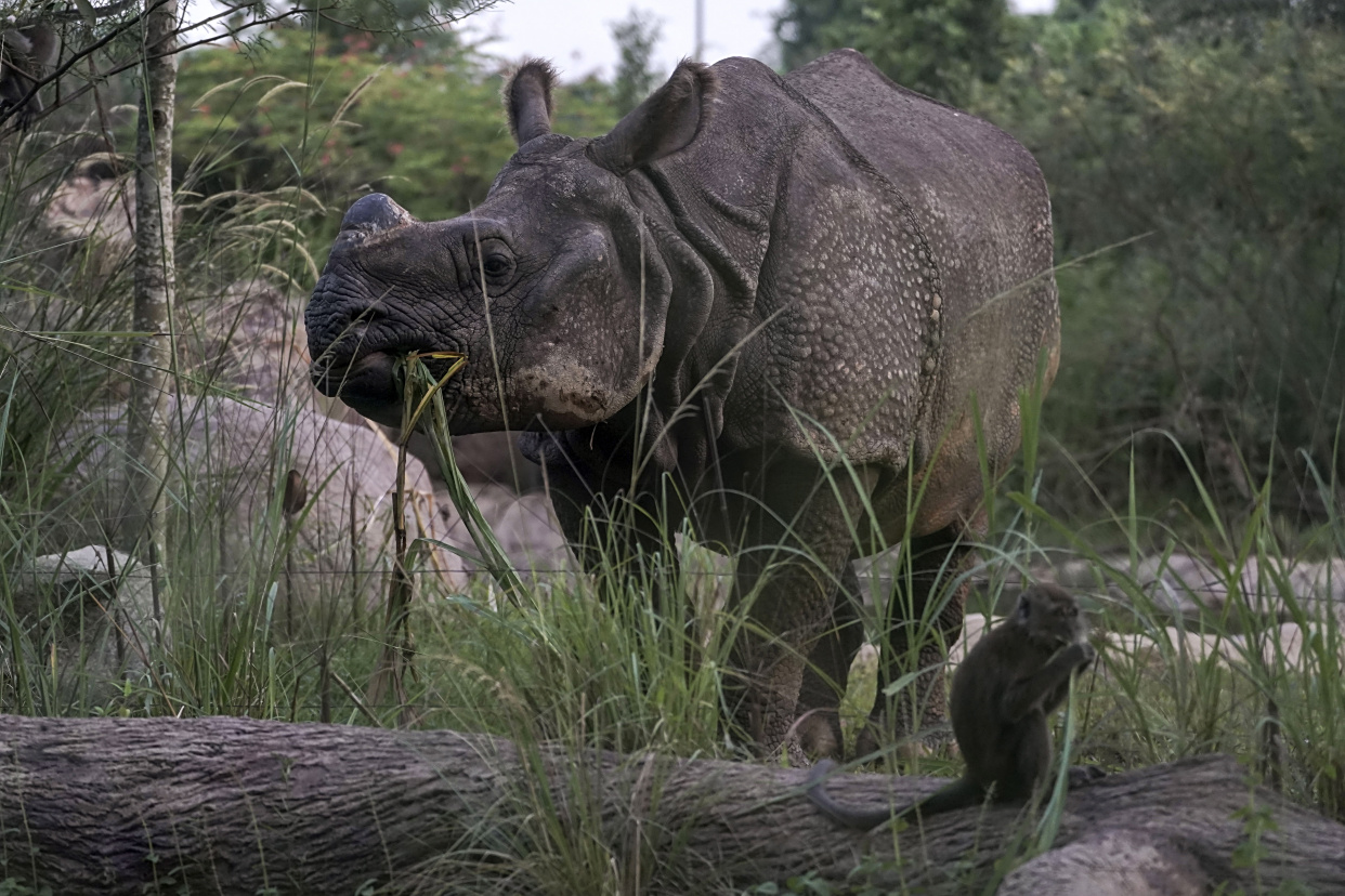 (5)"搬家"的印度犀牛