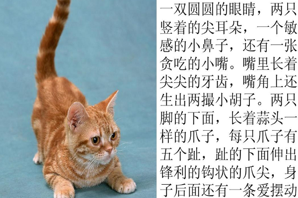 动物的外形特点描写